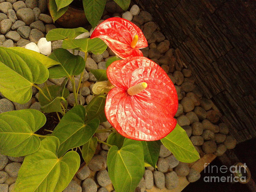 Red Anthurium Photograph
