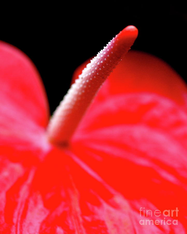 Red Anthurium Flamingo Flower . 7D5662 Photograph by Wingsdomain Art and Photography