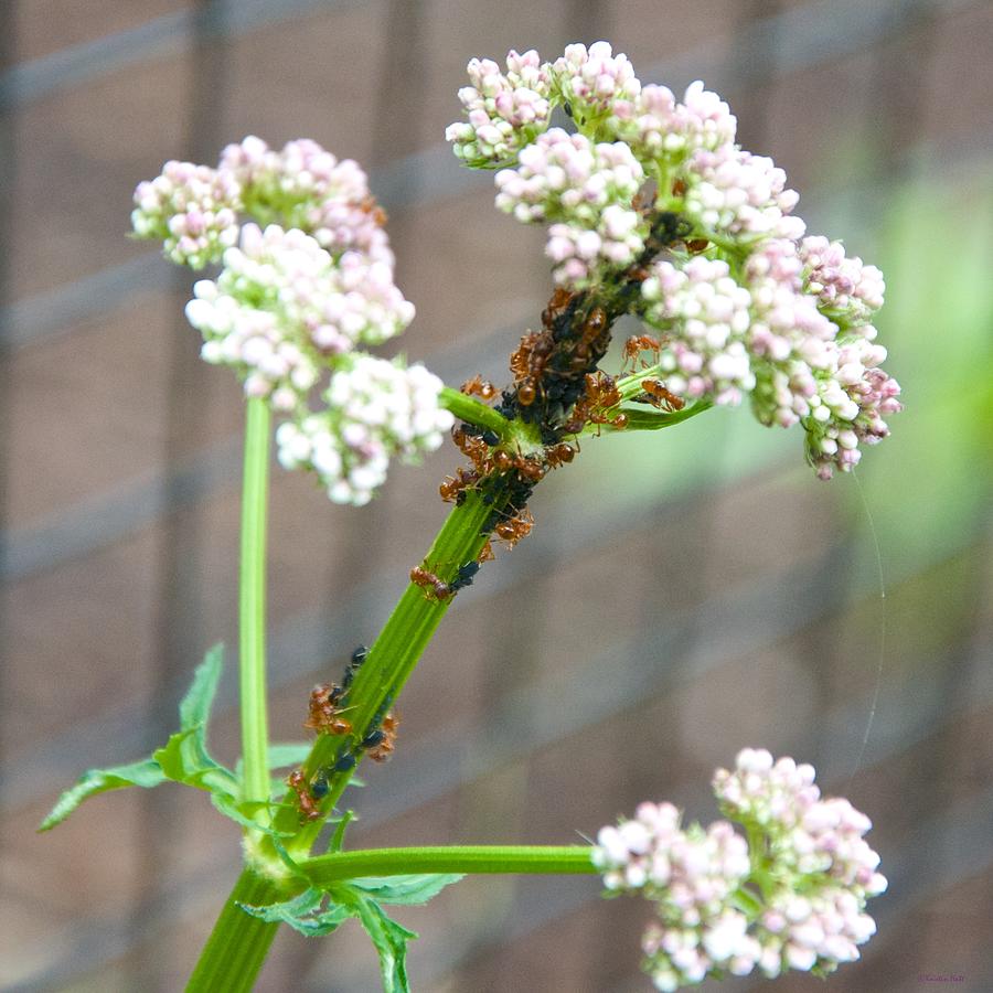 Red Ants and Valerian officinalis Photograph by Kristin Hatt
