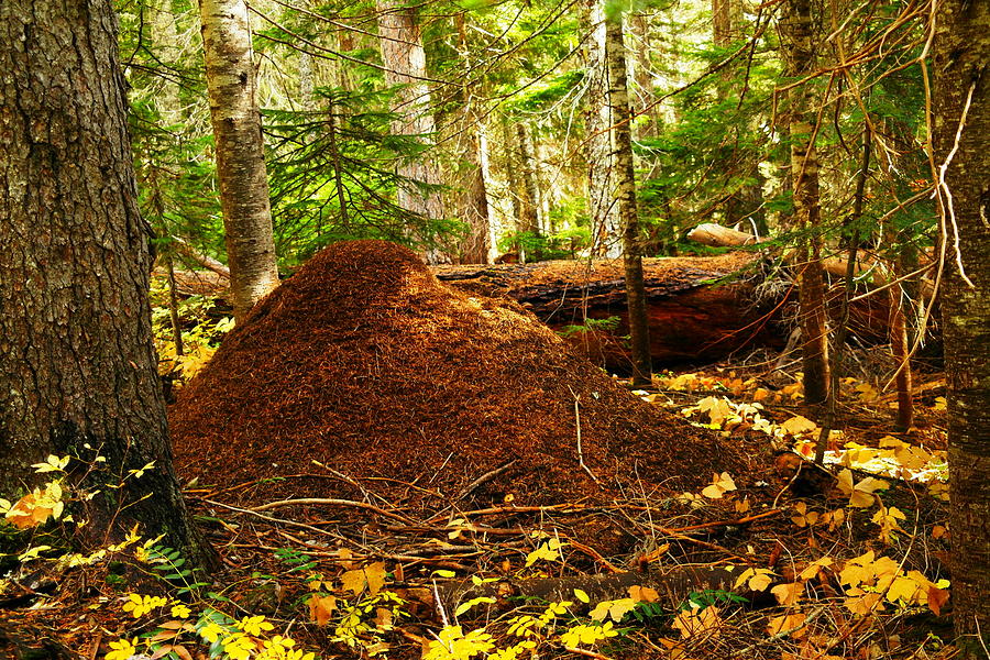 Red Ants Nest Photograph by Jeff Swan