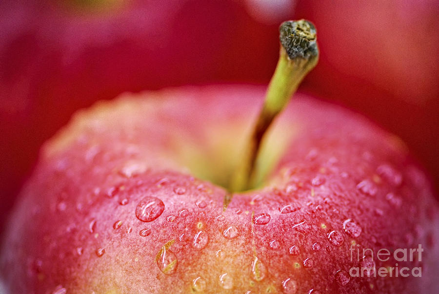 Apple Photograph - Red apple by Elena Elisseeva