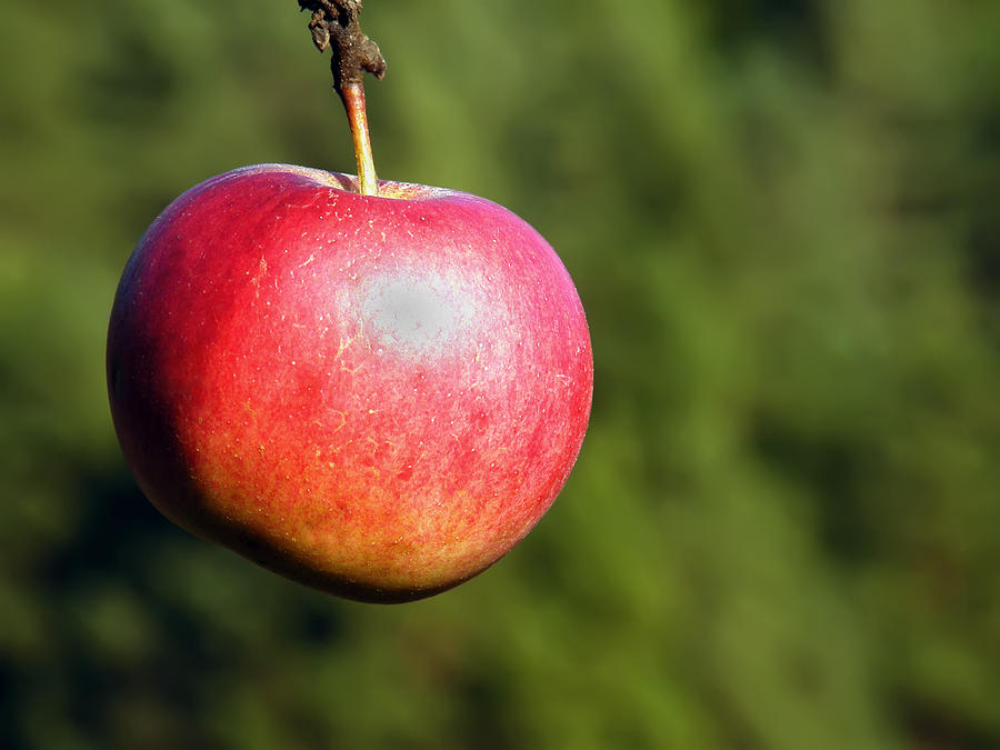 Fall Photograph - Red Apple by Ioan Panaite