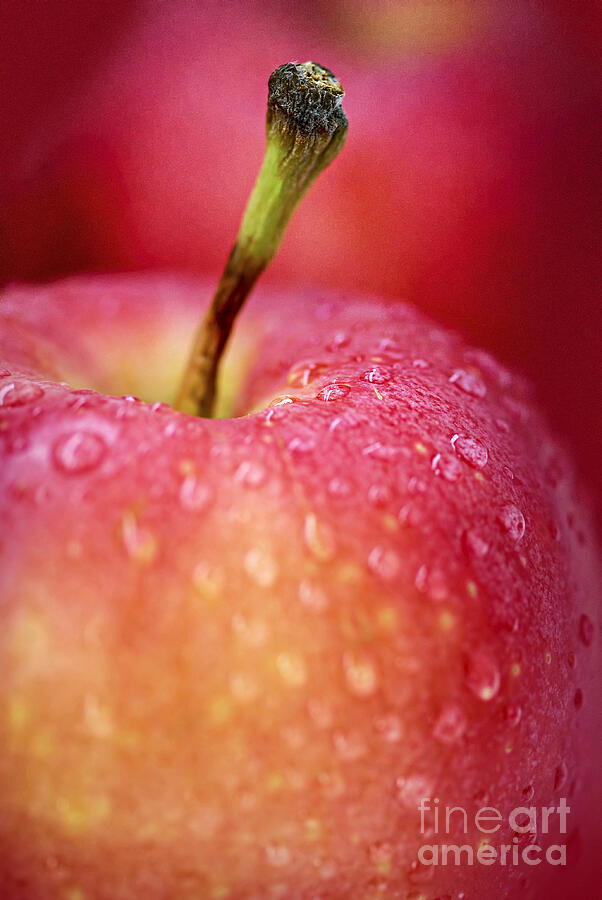 Red apple macro Photograph by Elena Elisseeva