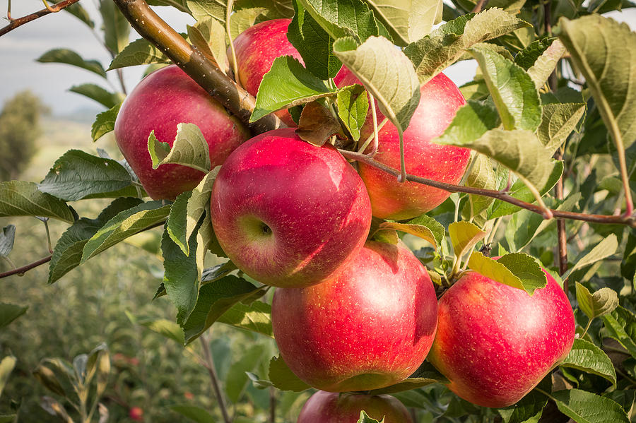 Red Apple Orchard Detail Photograph by Dancasan Photography - Pixels