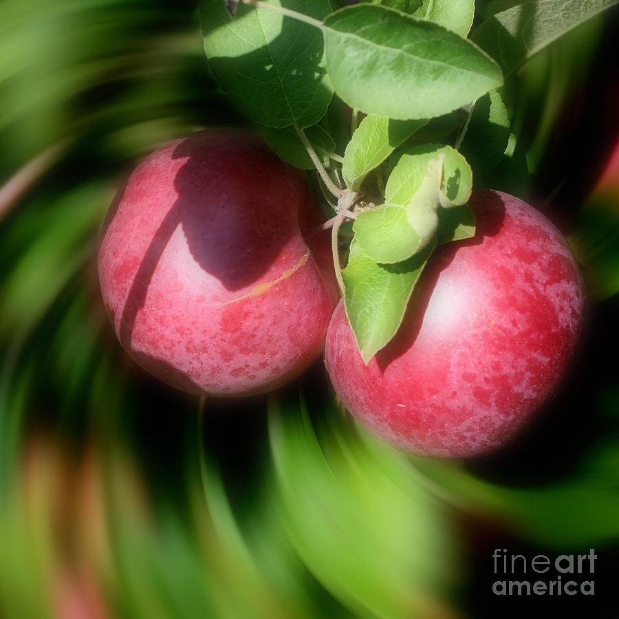Red Apples On The Tree Photograph by Smilin Eyes Treasures