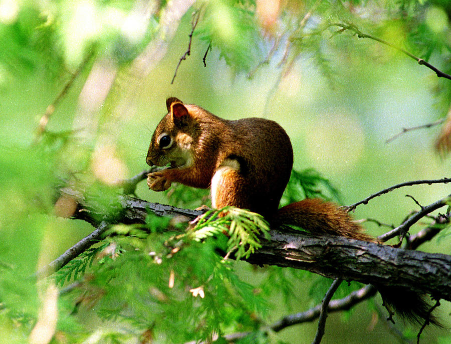 Red Aquirrel Photograph by Hugh McClean