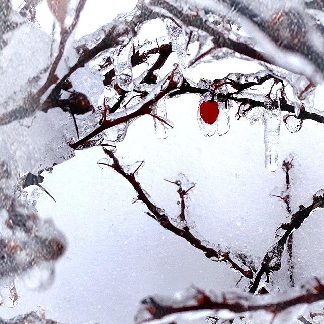 Winter Photograph - Red As Blood, White As Snow #snow by Jan Pan