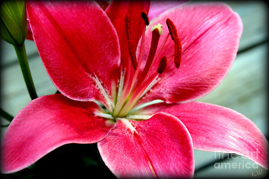 Red Asiatic Lilly Photograph by Kathy  White
