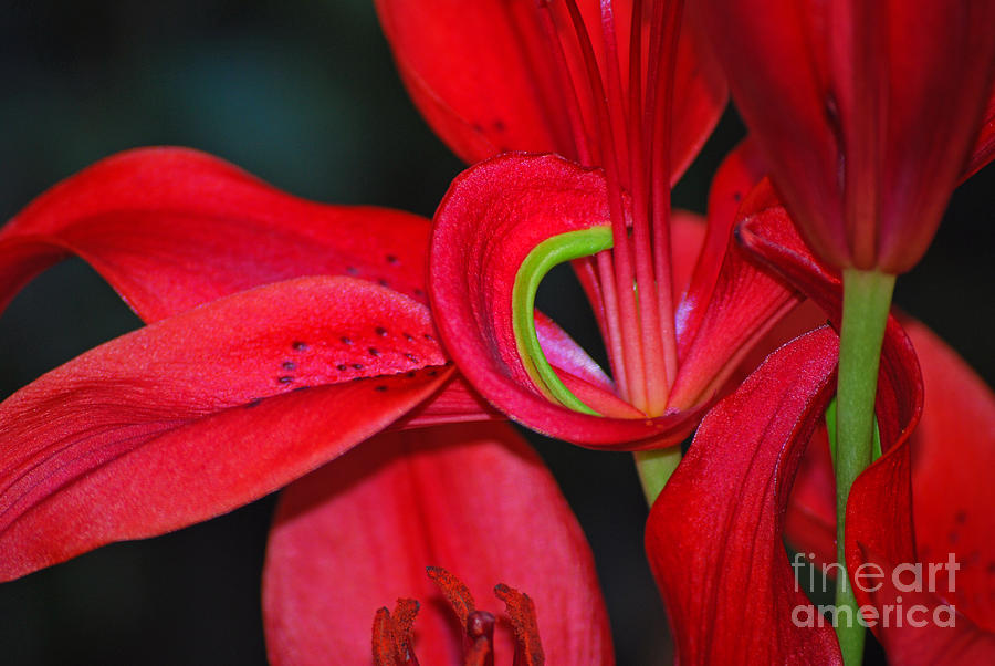 Red Asiatic Lily by Scott D Welch Red Asiatic Lily by Scott D Welch