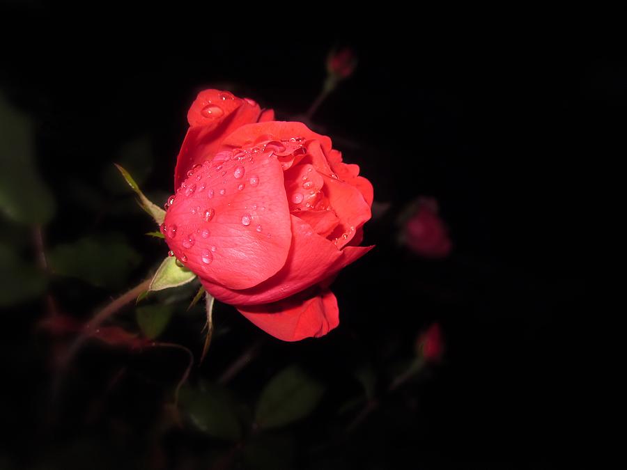 Rose Photograph - Red at Night  by MTBobbins Photography