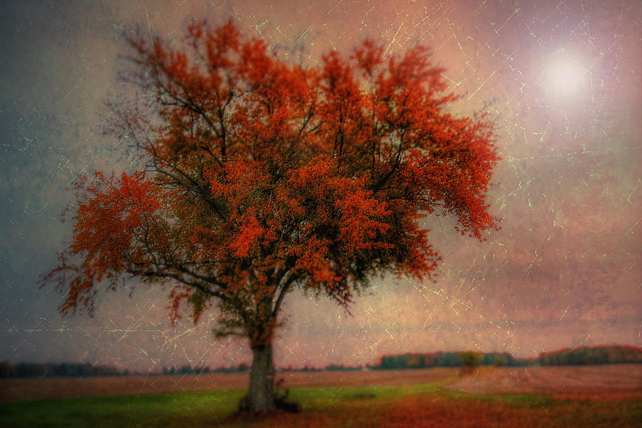 Red Autumn Photograph