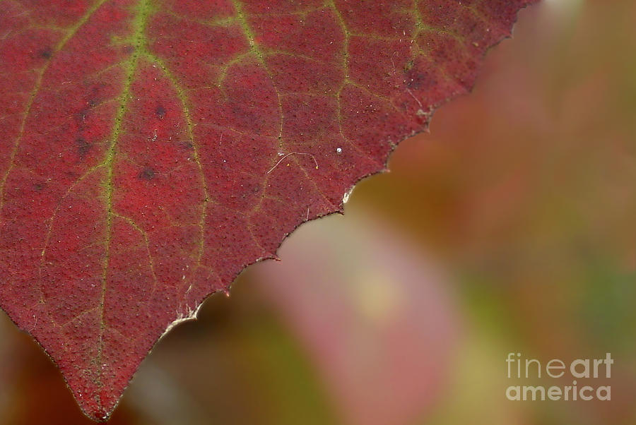Fall Photograph - Red Autumn Leaf - Left by Lauren Brice