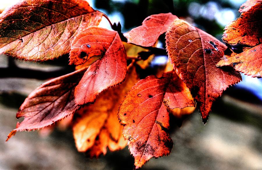 Red autumn leaves Photograph by David Matthews