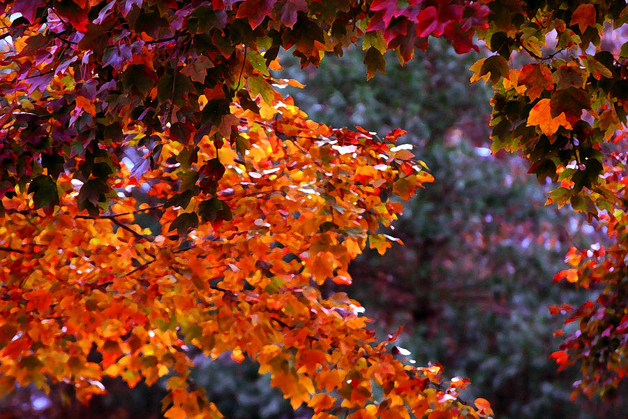Red Autumn Leaves Drybrush Photograph
