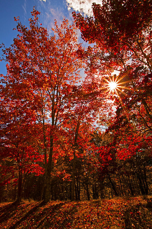 Red Autumn Leaves Photograph by Jerry Cowart