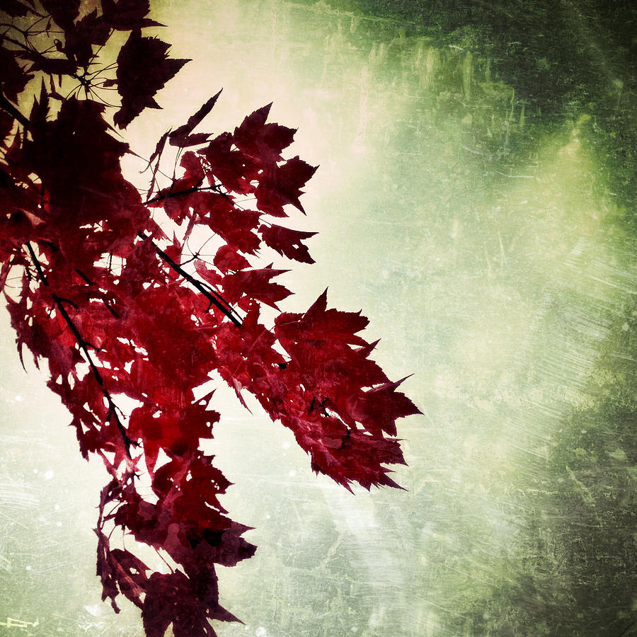 Red Autumn Leaves Photograph by Natasha Marco