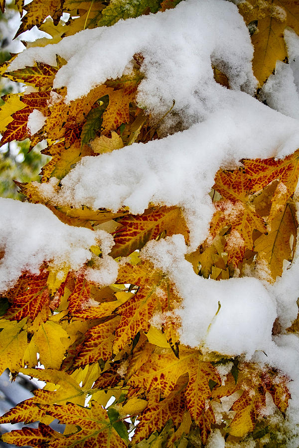 Red Autumn Maple Leaves With Fresh Fallen Snow Photograph by James BO Insogna