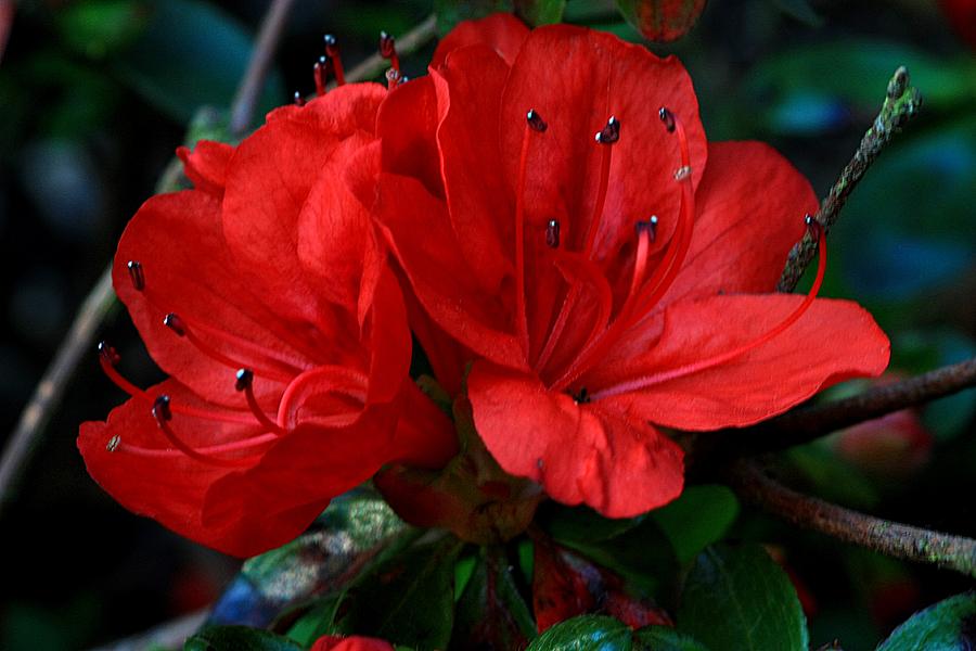 Red Azalea Flower Photograph by Jeremy Hayden