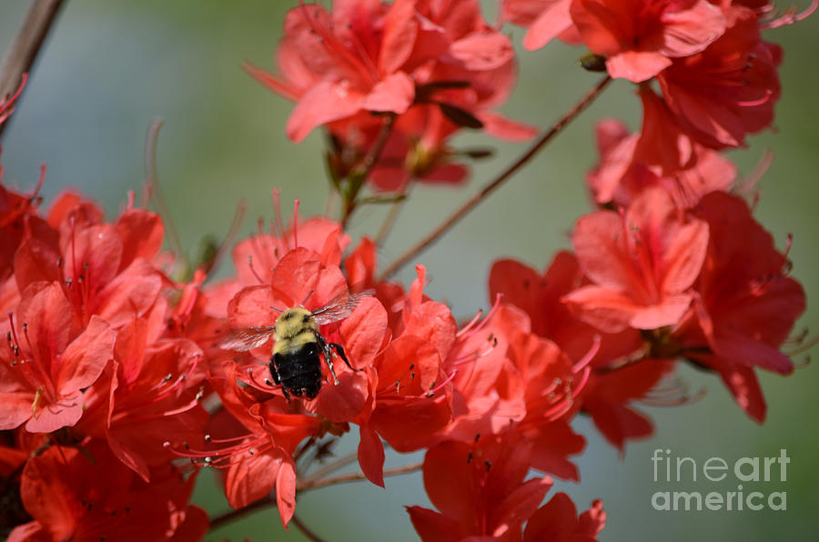 Red Azalea With Bumblebee Photograph by Paul Mashburn