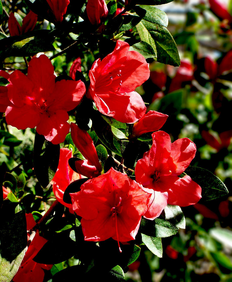 Red Azaleas In The Sun Photograph By Dawn Gagnon Fine Art America