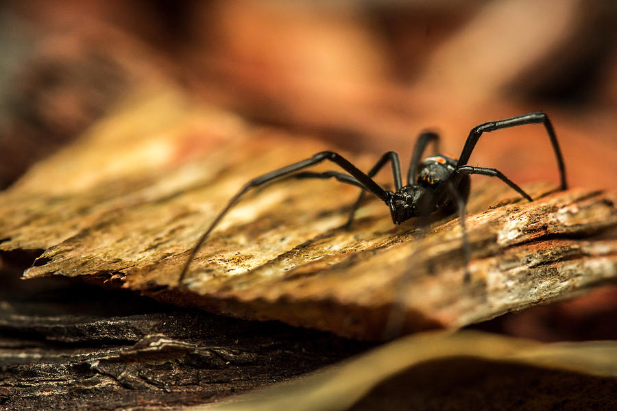 Spider Photograph - Red back by Adam Goncalves