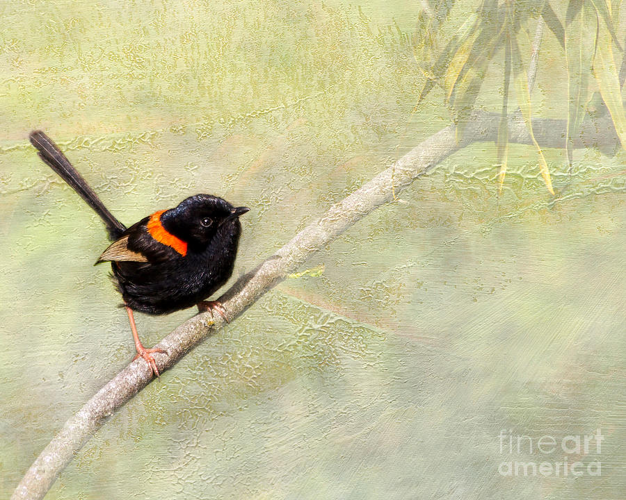 Red-backed Fairy Wren Photograph by Carole Lloyd