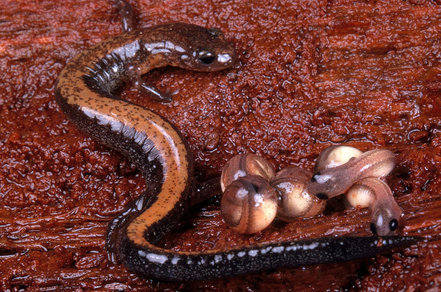 Red-backed Salamander Photograph by Paul Zahl