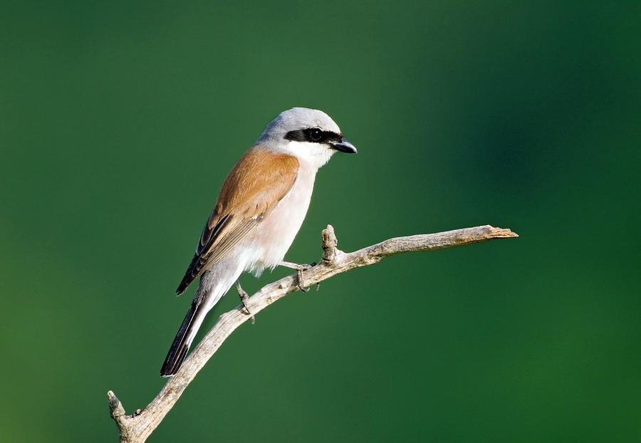 Red-backed Shrike Photograph by John Devries/science Photo Library