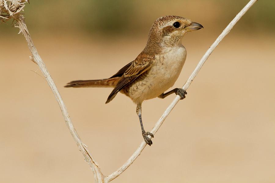 Red-backed Shrike (lanius Collurio) Photograph by Photostock-israel