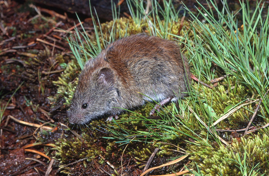 Red-backed Vole Photograph by Robert J. Erwin - Pixels