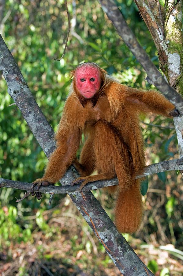 Red Bald Uakari In A Tree Photograph by Tony Camacho/science Photo Library