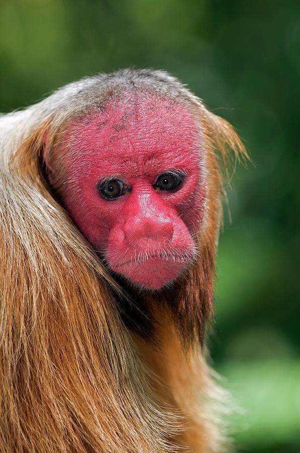 Red Bald Uakari by Tony Camacho/science Photo Library