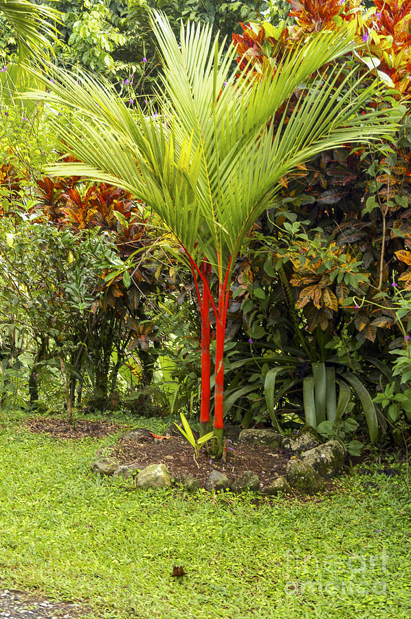 Arenal Photograph - Red Bamboo and Codiaeum by Bob Phillips