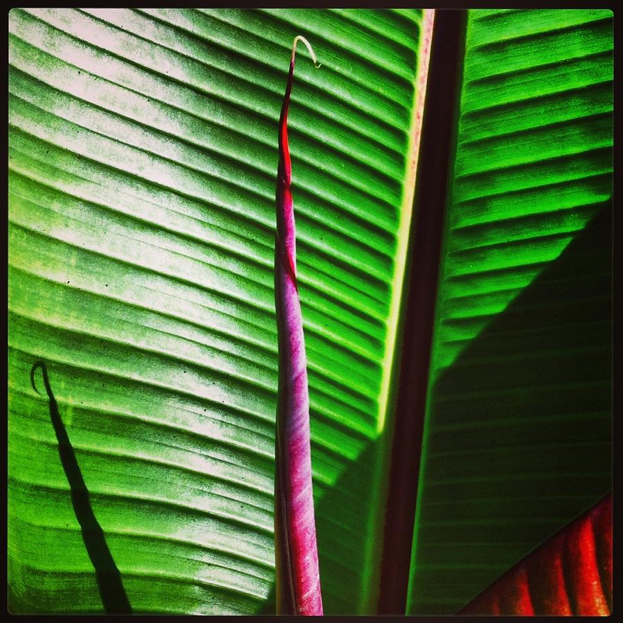 Red Banana Photograph by Eric Suchman