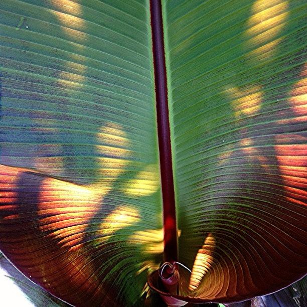 Tree Photograph - Red Banana Leaf.  #macro #md_macro by Jim Neeley