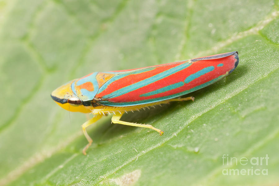 Wildlife Photograph - Red-banded Leafhopper by Clarence Holmes