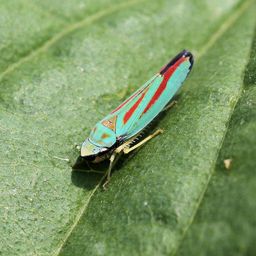 Red-banded Leafhopper Photograph by Doris Potter