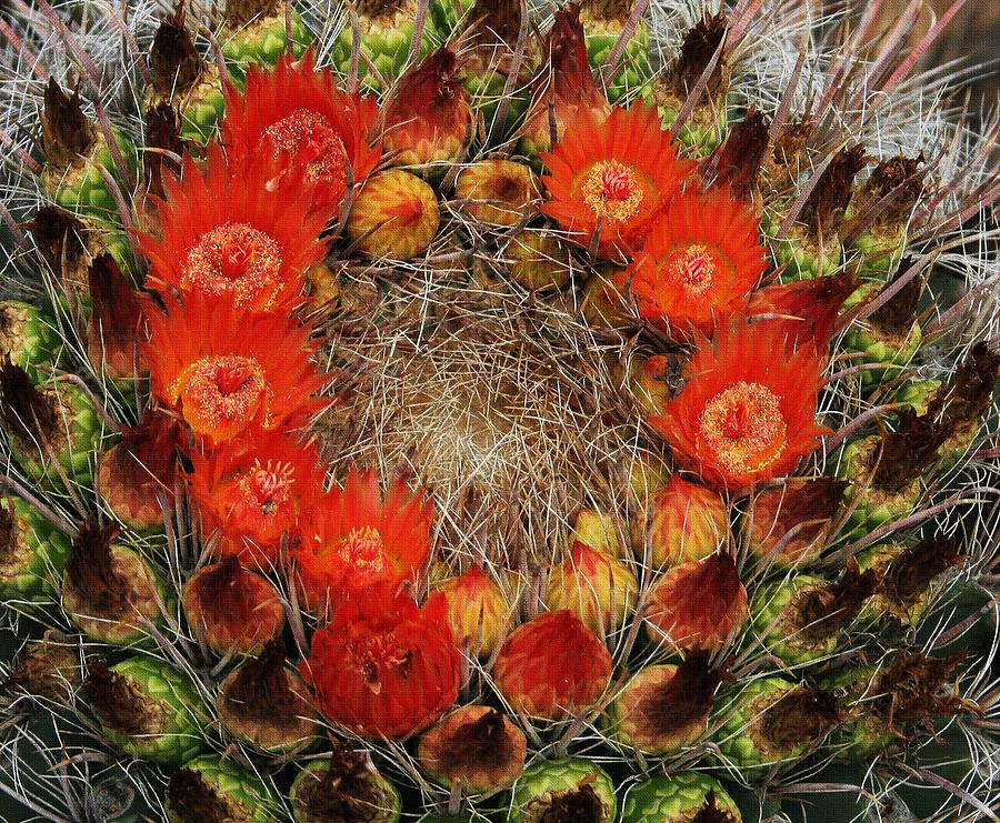 Red Barell Cactus Flowers Photograph by Tom Janca