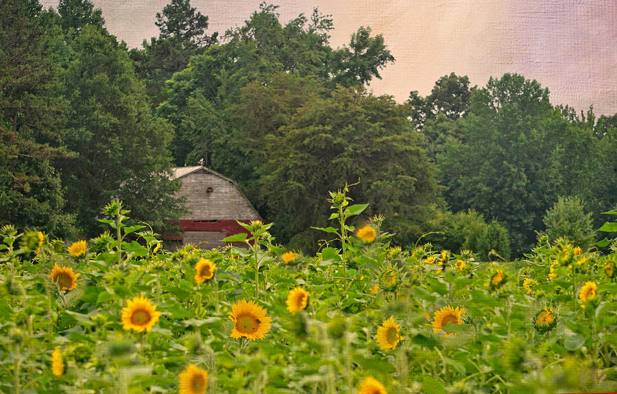 Red Barn Among The Sunflowers Photograph by Sandi OReilly