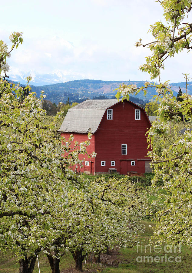 Red Barn and Apple Blossoms Photograph by Patricia Babbitt