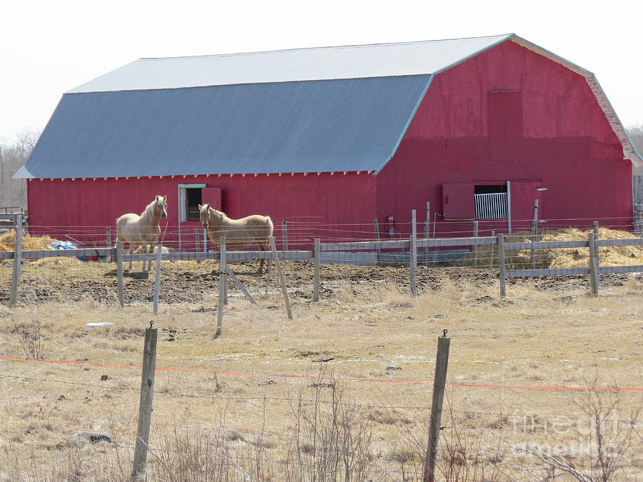 Red Barn And Blonde Horses Photograph by Mary Mikawoz