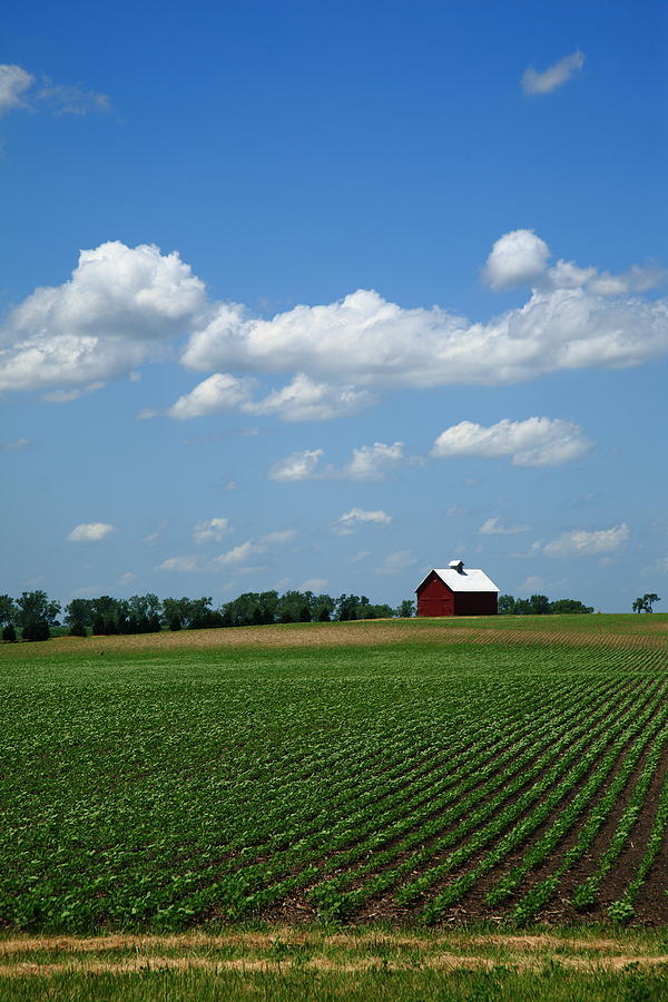Tree Photograph - Red Barn and Cornfield by Frank Romeo