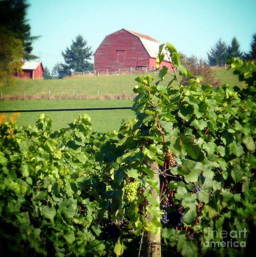 Red Barn and Grapes Photograph by Susan Garren
