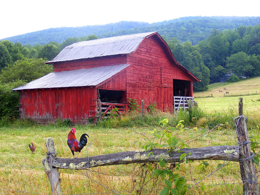 Red Barn and Rooster Photograph by Duane McCullough