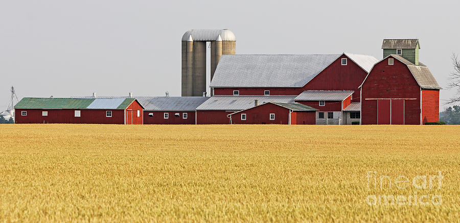 Red Barn and Wheatfield  8419 Photograph by Jack Schultz