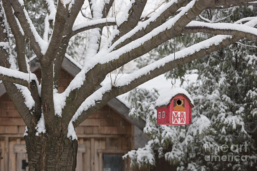 Red barn birdhouse on tree in winter Photograph by Elena Elisseeva