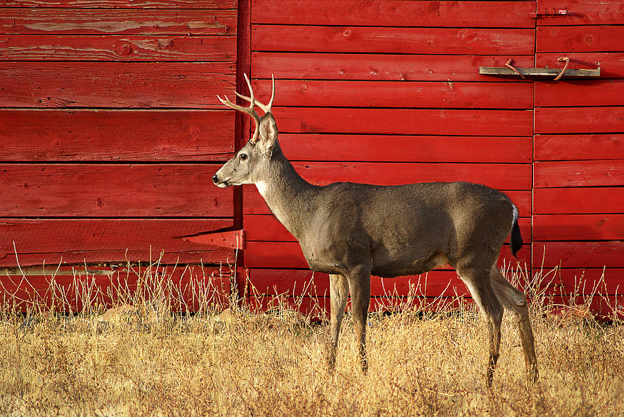 Red Barn Buck Photograph by Abram House