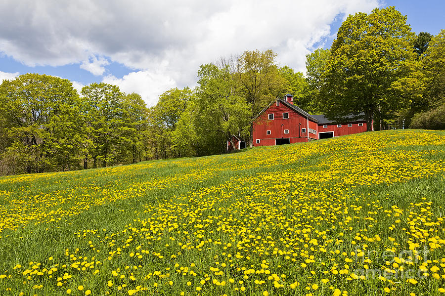 Red Barn In Field Of Dandelions Photograph