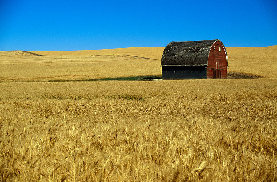 Red Barn In Wheat Field, Palouse Photograph by Panoramic Images - Fine ...