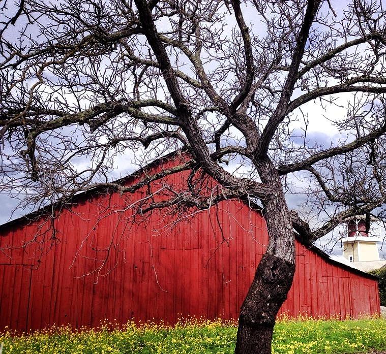 Red Barn Photograph by Lori Leigh